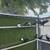 Pigeons 19 thumbnail