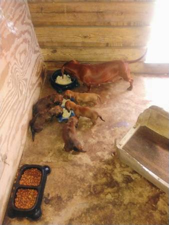 Daschaund Puppies (Citra)63867305637505120