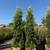 Ficus nitida indian laurel privacy hedge 3 thumbnail