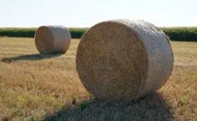 Alfalfa Hay 3 String Horse Quality 1