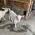 Saanen female goats 2 thumbnail