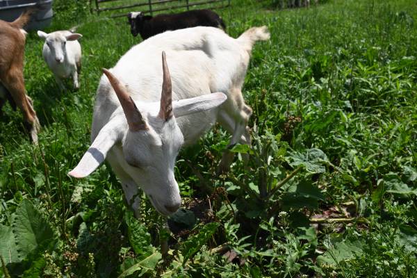 Saanan Doe - $200 (Clear Lake)62958249713283120