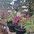 Plants 5 thumbnail