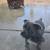 American bully 5 months old 2 thumbnail