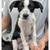 dogs looking for good homes 18 thumbnail