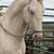 Andalusian 1 thumbnail