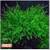 Aquarium Plants 12 thumbnail