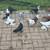 Pigeons for sale 15 thumbnail