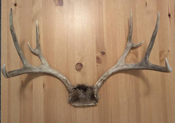 Mule Deer Antlers 1