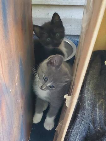 Kittens in need of good home (Maysville)63619037563393123