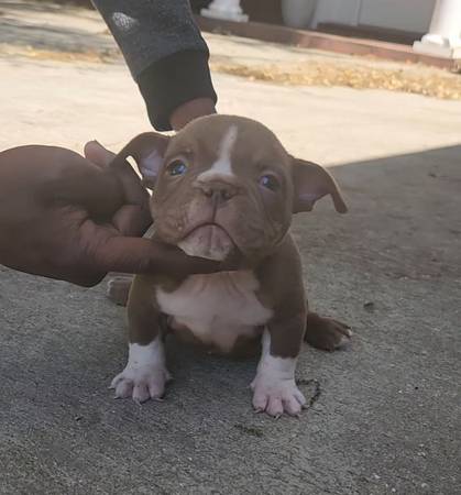 American Bully male pup available! 1