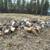 Firewood Rounds 1 thumbnail