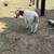 Boer goat 2 thumbnail