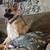 German  Shepherd girl 1 thumbnail