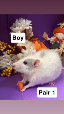 Rehoming pet rats (Titusville)63867089539331120