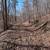 22.4 wooded acres with a cleared building site-Owner Financing Availa 4 thumbnail