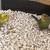* SPECIAL OFFER * ONLY FOUR PARAKEETS LEFT 2 thumbnail