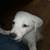 Golden retriever black lab mix puppies 3 thumbnail