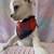adorable pug chihuahau 2 thumbnail