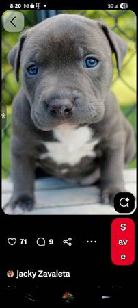 ISO Blue nose pitty 1
