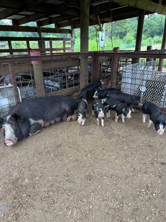 Berkshire pigs 1