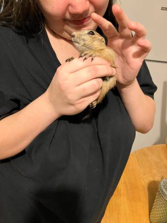 Prairie Dog rehoming (Jacksonville)63682104600707121
