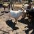 Goats 6 thumbnail