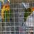 Gorgeous sun conures 1 thumbnail
