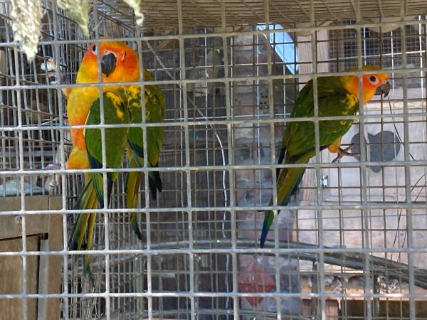 Gorgeous sun conures 1