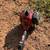 Toro weed eater 2 thumbnail