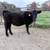 Heifer - calf 3 thumbnail