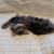 Scottish fold kittens 15 thumbnail