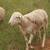 Dorper X St. Croix X Barbados Blackbelly Ram 2 thumbnail