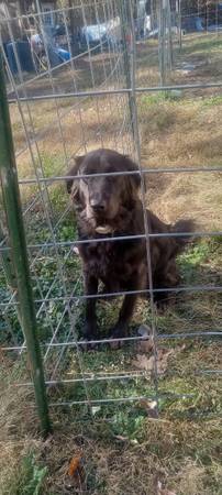 Rocky needs a good home 1