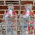 Vintage Glass Milk Bottles + Wire Carrier — Burschel Dairy & PET 1 thumbnail