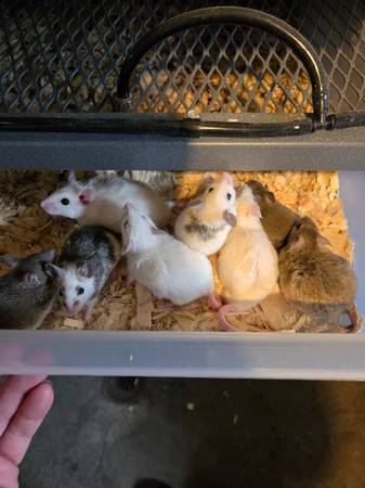 African soft fur rats. (ASF) 1