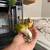 Tamed Conure pair 3 thumbnail