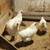 Chanteclar flock 1 thumbnail