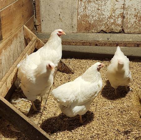 Chanteclar flock 1