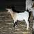 Pygmy Goats 7 thumbnail