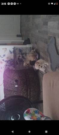 ?Lily-Ann's Beautiful Multipoo Pupps (Antioch)63862000287107124