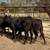 3 Brangus heifers GENTLE 14 thumbnail