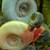 Ram's Horn Snails! 1 thumbnail