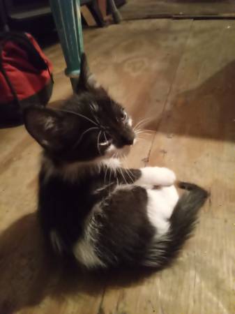 Lots of kittens! (Belton)63839343646211122