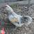 Easter Egger Bantam Roosters 8 thumbnail