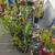 Beautiful Drought Tolerant Desert Plants for your Home! 3 thumbnail