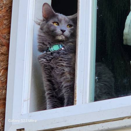 LOST CAT (SHORELINE)64032524654082120