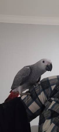 African Grey Parrot63829900214785121