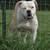Nkc registered american bulldogs 6 thumbnail