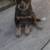 Blue heeler puppy 2 thumbnail